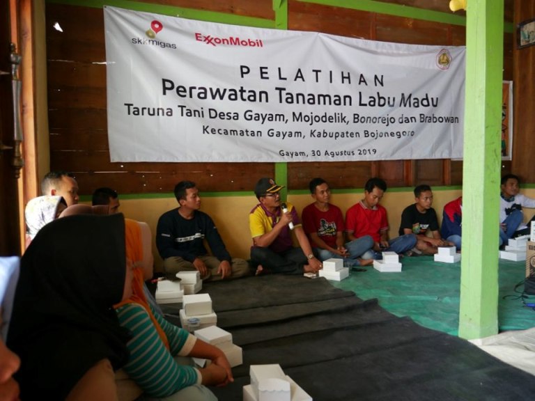 Foto : Taruna Tani Kecamatan Gayam – Kabupaten Bojonegoro saat berlatih perawatan tanaman labu madu, Jum’at (30/08/2019).