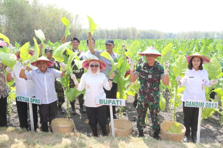 Foto : Bupati Bojonegoro, Hj. Anna Mu’awanah bersama bersama Forpimda dan lainnya sedang panen raya tembakau di Desa Jipo, Kecamatan Kepohbaru, Kabupaten Bojonegoro., Rabu (25/09/2019).