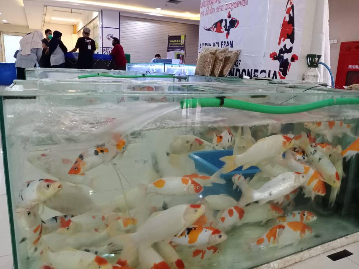 Foto : Pameran Ikan Koi yang diadakan LKC di Plaza Lamongan, Sabtu (03/04/2021).