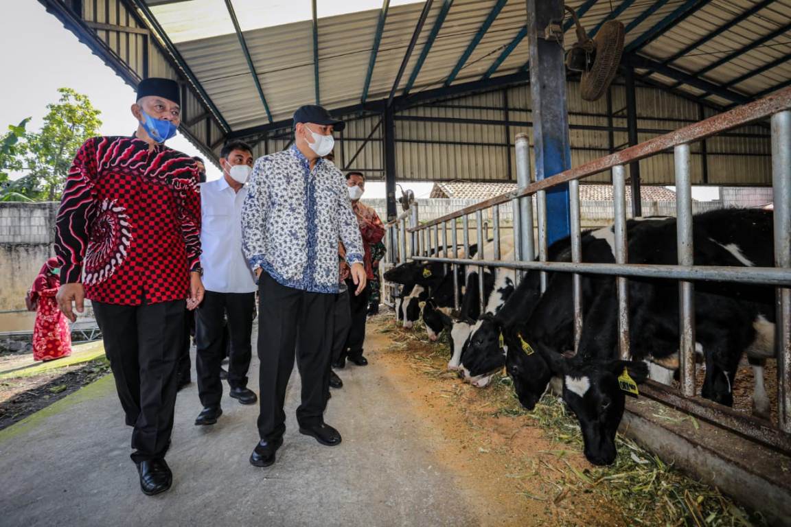 Foto : Menkop dan UKM RI, Teten Masduki tinjau peternakaan sapi Koperasi SAE Pujon, Kabupaten Malang, Jawa Timur, Sabtu (17/04/2021).
