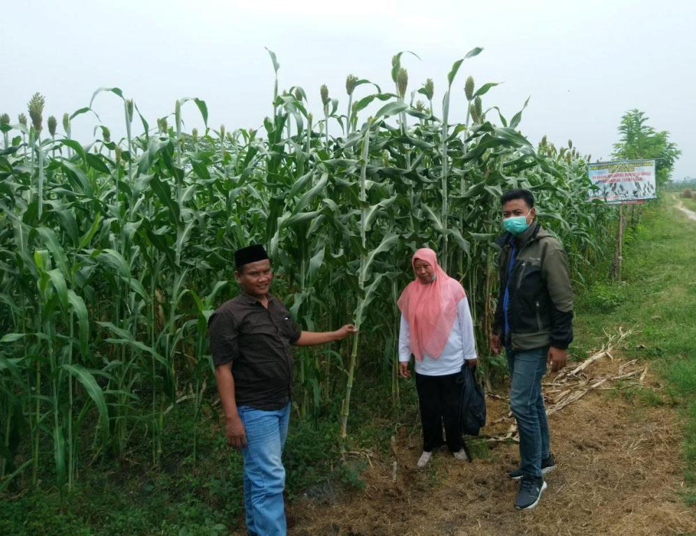 Foto : Rombongan AUN Lamongan kunjungi kunjungi kebun sorgum di Desa Puncakwangi, Kecamatan Babat, Kabupaten Lamongan, Rabu (19/05/2021).